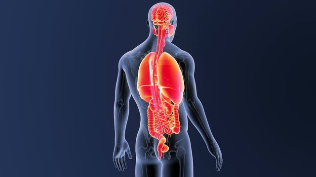 Organs with Skeleton