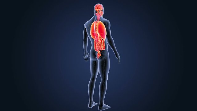 Organs with Circulatory system