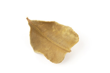 Dried lemon leaves on white background     