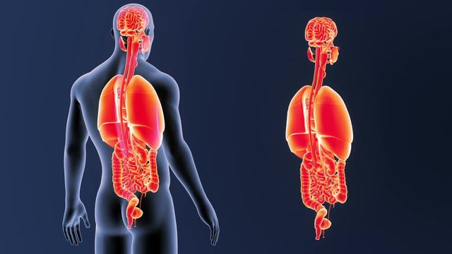 Organs zoom with Body