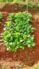 Radish plants in Nagaland in north-east India.