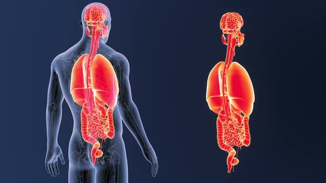 Organs zoom with Anatomy