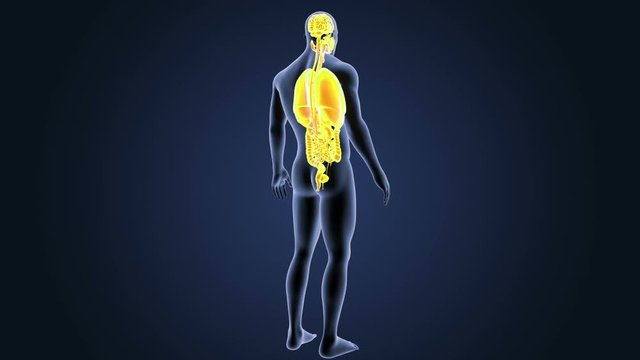 Organs with Body