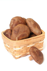 Whole raw shiitake mushrooms isolated  white background. 