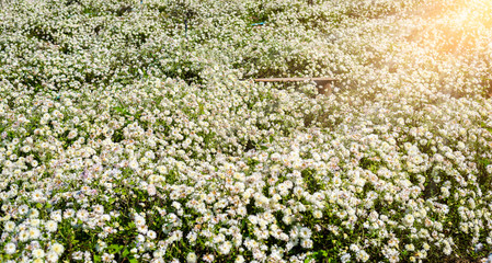 Chrysanthemum cultivation to produce water with chrysanthemum tea at Chiang Mai, Thailand.