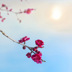 Plum blossoms in early spring.