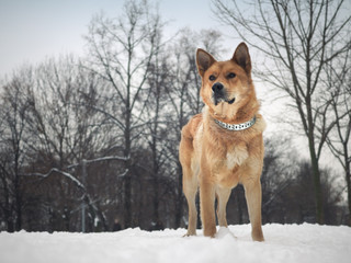 Big beautiful red dog
