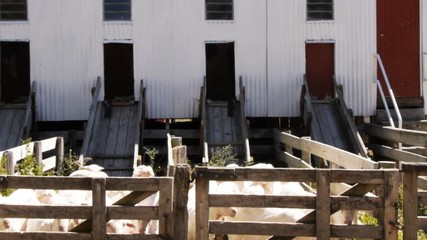 a shorn sheep slides down the chute of a shearing shed in new zealand