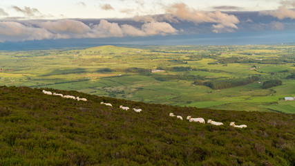 Sheep walking in line, Tre'r Ceiri, near Trefor, Gwynedd, Wales, UK