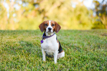 Small young Beagle enjoying the green grass outdoors 