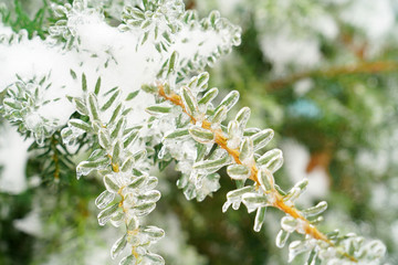Close up on green tree branch after the frozen rain