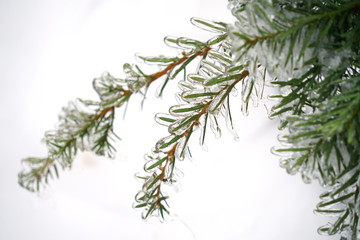 Close up on green tree branch after the frozen rain