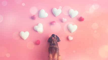 The black dog sits up to look at the floating heart with a pink background.Happy Valentines Day background.Saint Valentine's Day concept. Can be used for celebrations valentines day.