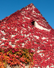 Red ivy