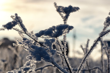 Obraz premium branch of the plant covered with snow winter macro
