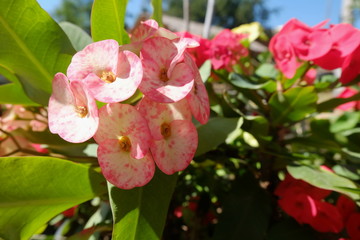 Red and white flower in garden.White flower in garden on summer. 