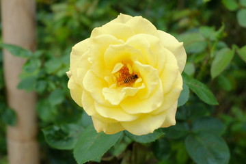 yellow rose  in green garden. flower in garden on summer.