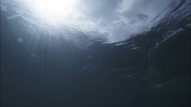 underwater shot of farmed blue-fin tuna feeding