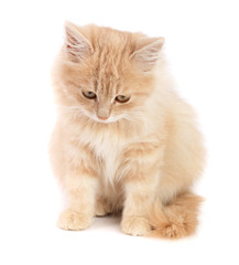 Cute little red kitten isolated on white background
