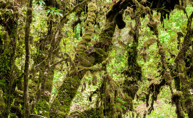 Moss on the tree in Ang Ka Luang Nature Trail