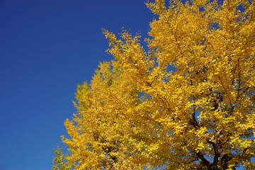 Fototapeta premium Ginkgo and sky 