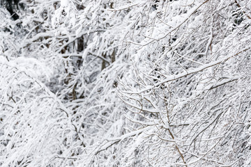 France, snowy trees in the french alps nearby The Grand Bornand ski resort