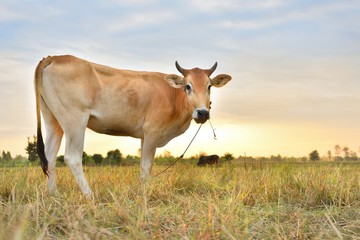 Naklejka na ściany i meble The cows are eating grass for pleasure in the fields at sunrise and the beautiful sky.