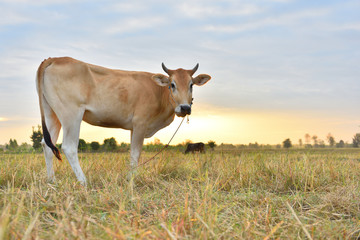 The cows are eating grass for pleasure in the fields at sunrise and the beautiful sky.