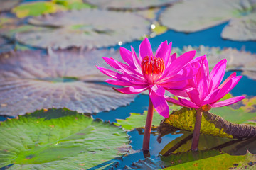 Pink lotus flower.