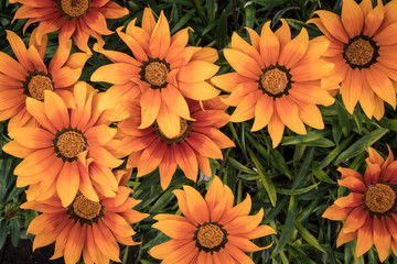 orange flowers tall bush