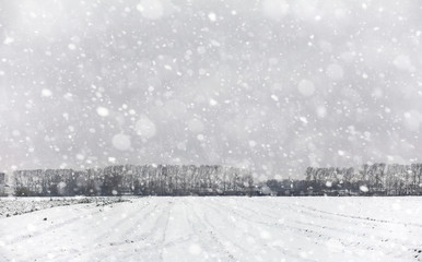 Winter forest. Landscape of winter forest on a sunny day. Snow-c