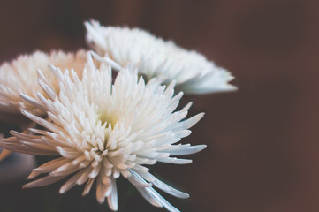 White сhrysanthemum flowers closeup on a dark brown background. 