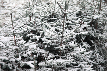 Winter forest. Landscape of winter forest on a sunny day. Snow-c