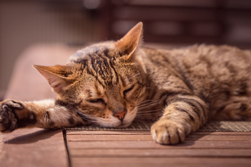 Bengal cat lying in the sun