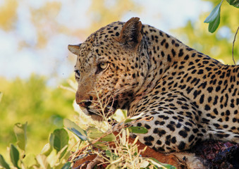 Close up of an African Leopard with a kill in a tree in South Luangwa National Park, Zambia