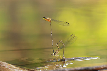 a damselfly pair mating by a pond.