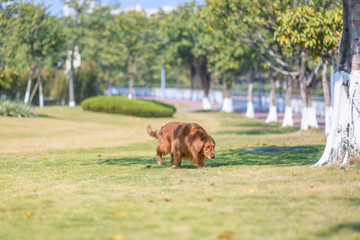Golden Retriever walking in the meadow