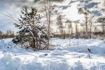 forest and vegetation are covered with a large layer of snow, sunset in the winter period, winter nature