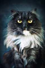Fototapeta premium Cat, Portrait of a funny cat with big yellow eyes.