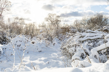 forest and vegetation are covered with a large layer of snow, sunset in the winter period, winter nature