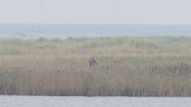 Junge Rothirsche beim spielerischen Kampf, Darss, (Cervus elaphus)