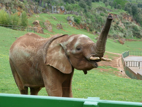 Elefante con la tropa levantada 