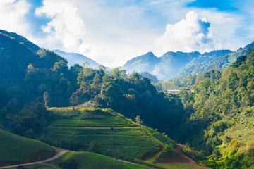 Fototapeta na wymiar Landscape of Tea plantation 2000 at Doi Ang Khang