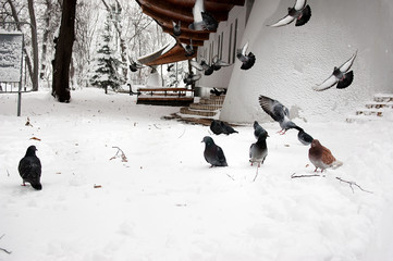 Winter landscape. doves eat in the snow on cold winter day. Selective focus