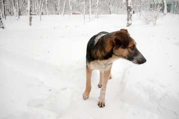 Homeless dog alone in the snowing winter park.