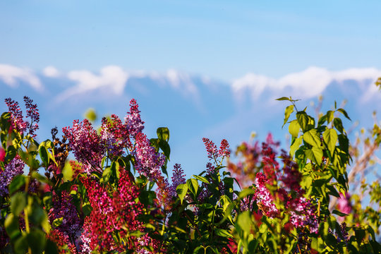 View of Signagi Alazani Valley Caucasus mountains through pink magenta lilac bushes on the sunset