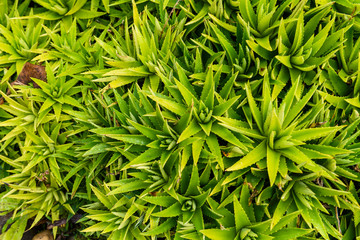 Top View of the stem of aloe vera is a plant with many benefits