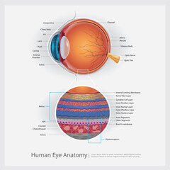 Human Eye Anatomy Vector Illustration - obrazy, fototapety, plakaty