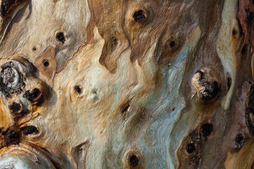 texture of eucalyptus tree bark - obrazy, fototapety, plakaty