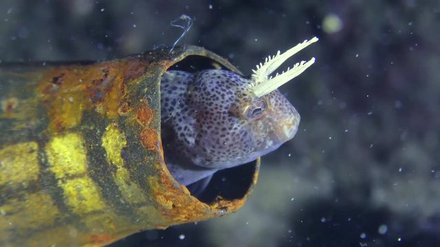 Garbage on the seabed: Tentacled blenny (Parablennius tentacularis) peeps out of the machine gun sleeve that it uses as a shelter, medium shot.
